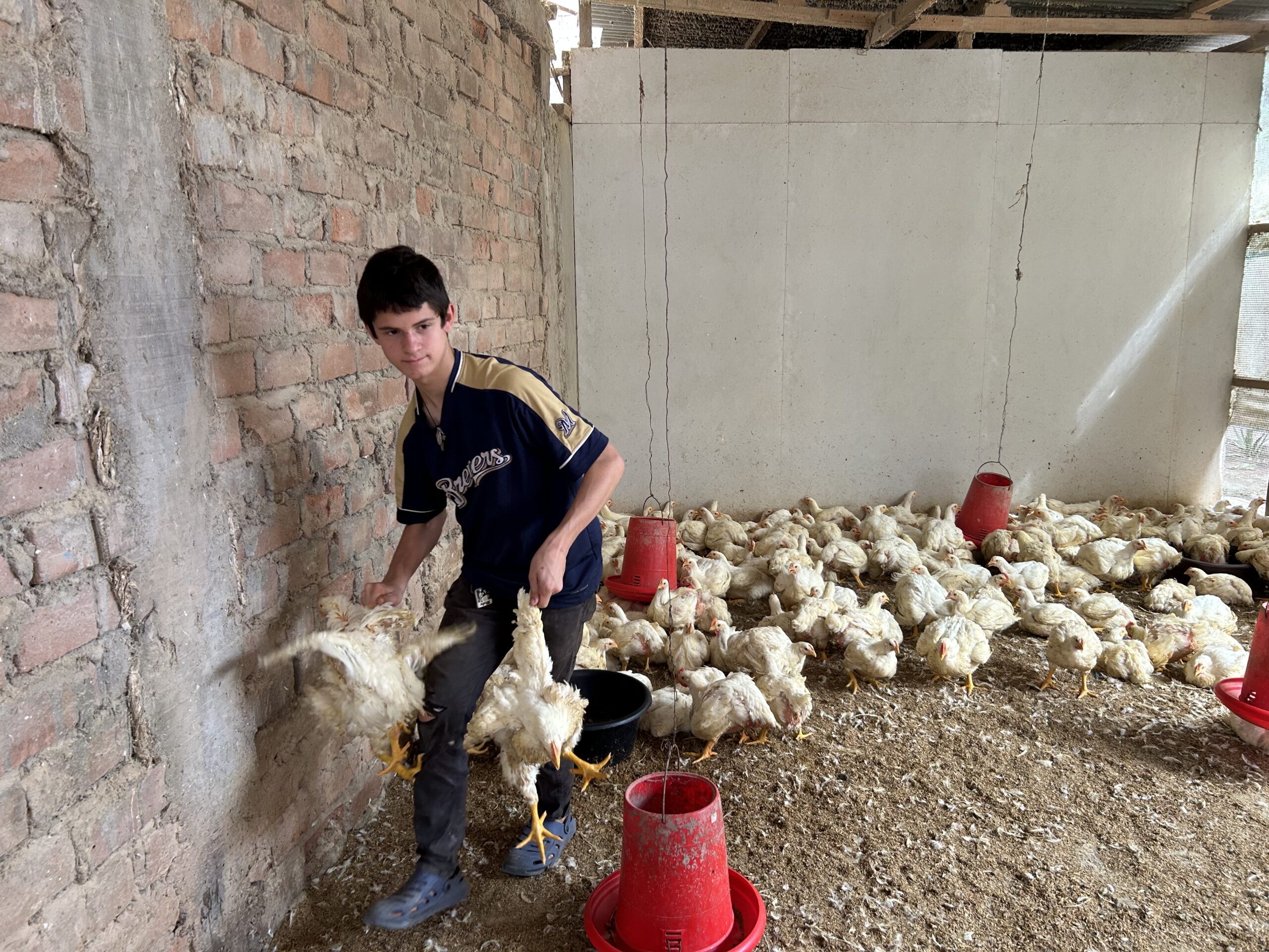 Getting chickens for the soup kitchen